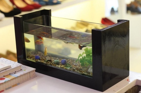 Nghệ thuật bày trí bể cá mini nơi bàn làm việc