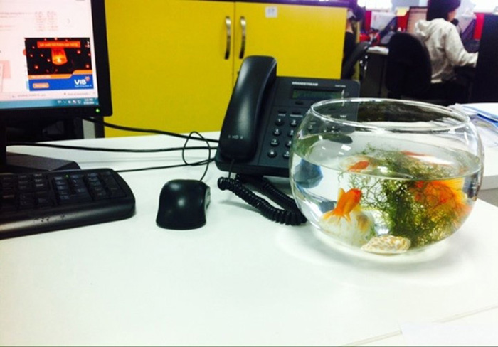 bể cá mini trang trí văn phòng