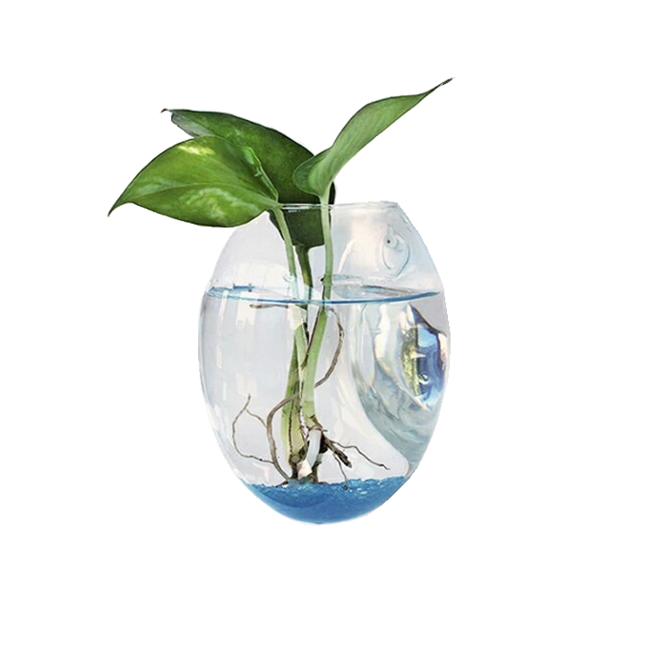 chậu thủy tinh treo tường