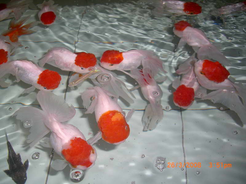 cá hạc đỉnh hồng