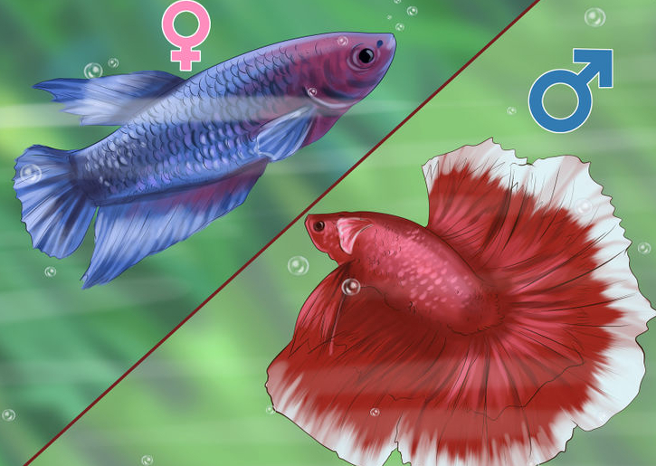 cách phân biệt cá betta đực và cái