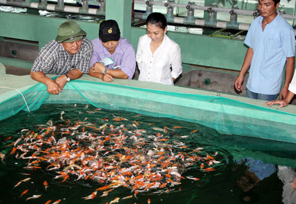 xuất khẩu cá cảnh