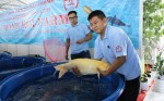 Cá Koi có tuổi thọ lên đến 60 tuổi có mặt tại Việt Nam với giá đắt đỏ