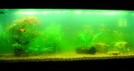 Cách kiểm soát rêu tảo trong bể cá cảnh
