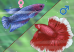 Cách phân biệt giới tính cá Betta trống và mái