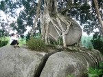 Những cây cảnh đẹp và độc nhất vô nhị tại Việt Nam