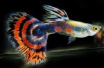 Chia sẻ kinh nghiệm nuôi cá 7 màu nên nuôi chung với cá gì?