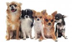 Cùng Ngắm Vẻ Đẹp Của Chó Chihuahua