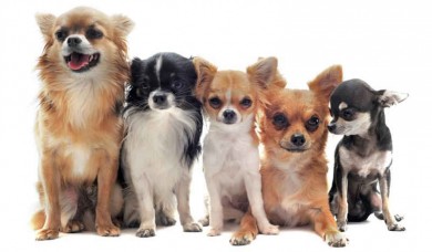Cùng Ngắm Vẻ Đẹp Của Chó Chihuahua