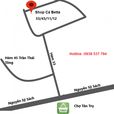 Địa chỉ bán cá betta TPHCM