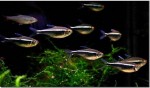 Thông tin và kỹ thuật nuôi cá Neon Đen