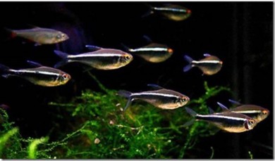 Thông tin và kỹ thuật nuôi cá Neon Đen