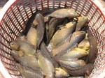 Kỹ thuật nuôi cá Rô Đồng đạt năng suất cao