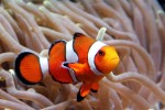 Thông Tin và Đặc Điểm Cá Chú Hề Nemo