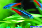 Thông tin về kỹ thuật nuôi cá neon trong bể cá mini