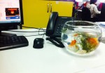 Trang trí văn phòng đẹp hơn với bể cá mini usb để bàn